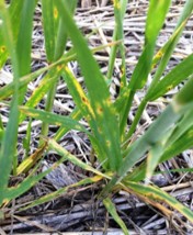tan spot of wheat