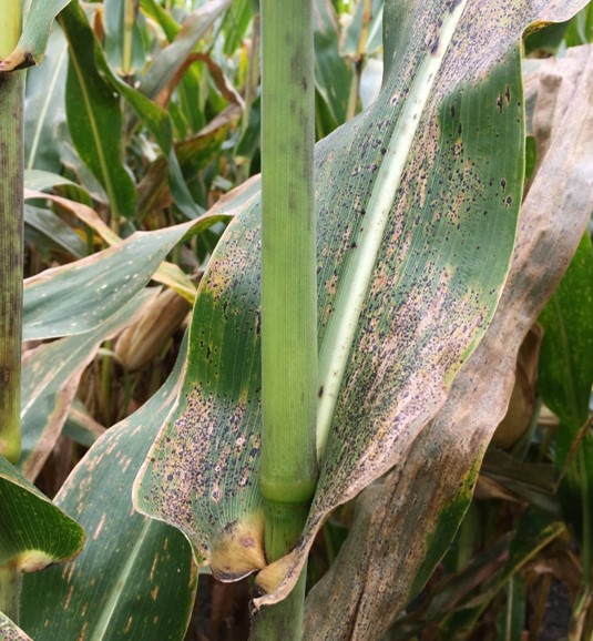tar spot image