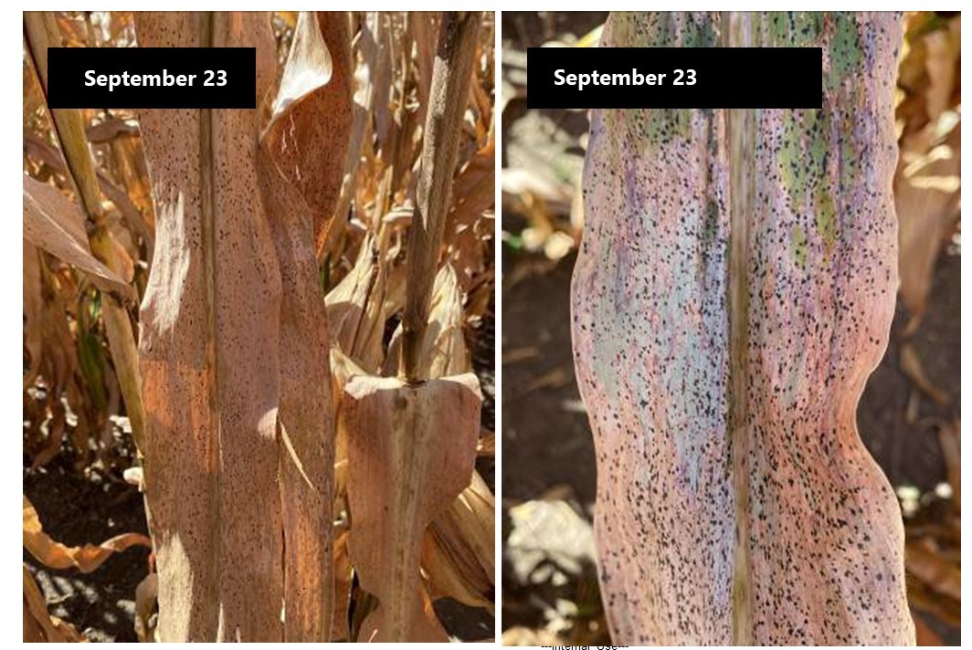 A corn field with almost no visible foliar disease on August 28, 2021 and the same field with extensive tar spot infection on September