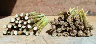 Cross section of canola stems showing resistance to blackleg vs. stems