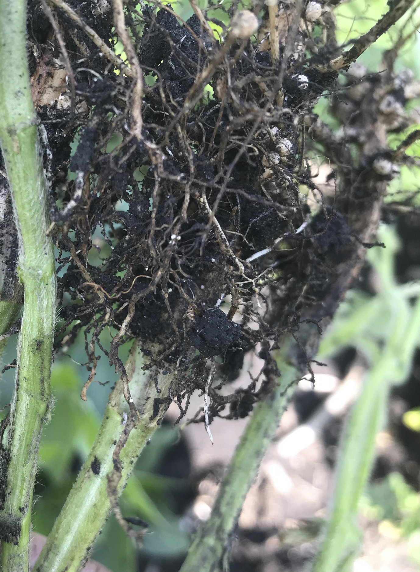 nemotodes on roots
