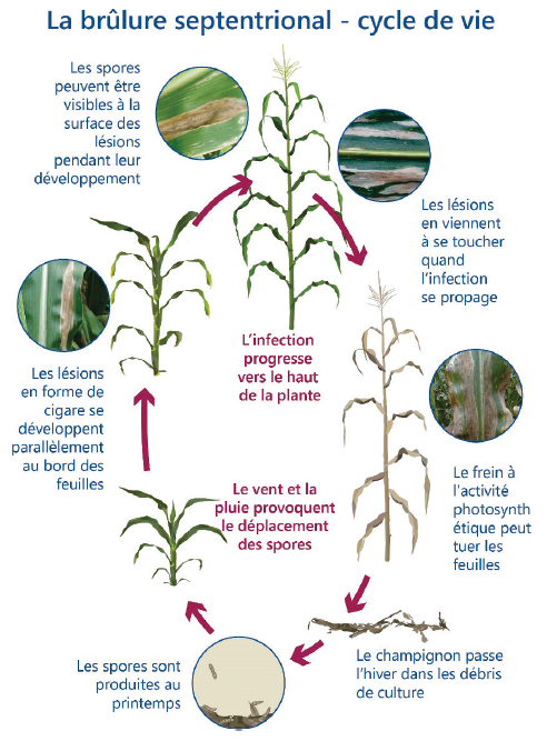 Cycle de vie de la brûlure septentrional (Exserohilum turcicum) dans le maïs. Les spores et les lésions sont agrandies pour montrer les détails.