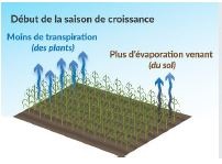 À la mi-saison, la surface foliaire est beaucoup plus grande que la surface du sol exposée et la transpiration représente 90 à 98 % de l’ET