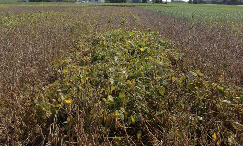 An MG 4.5 variety reaching harvest maturity later than earlier-maturing varieties at a research farm near Urbana Ill.