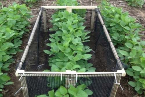 Catch container used to collect all fallen leaves and petioles throughout the growing season from each plot