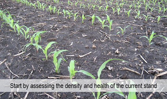 Assess the health and density of the current corn stand.