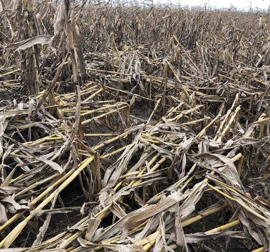 Field with severe tar spot infection and extensive stalk lodging in Wisconsin in 2018.