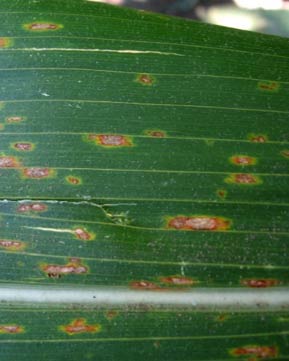 GLS lesions begin as small necrotic spots with chlorotic halos