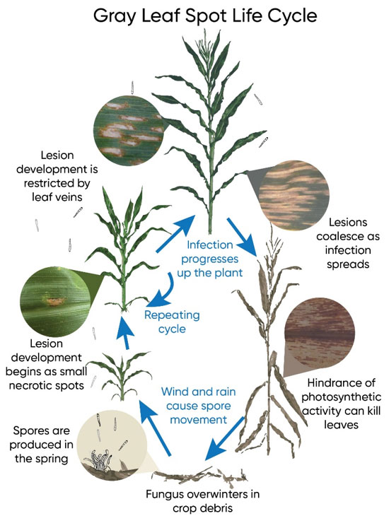 Gray leaf spot life cycle