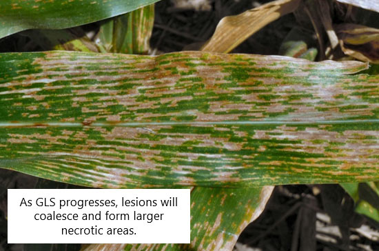 Leaf showing advanced GLS symptoms