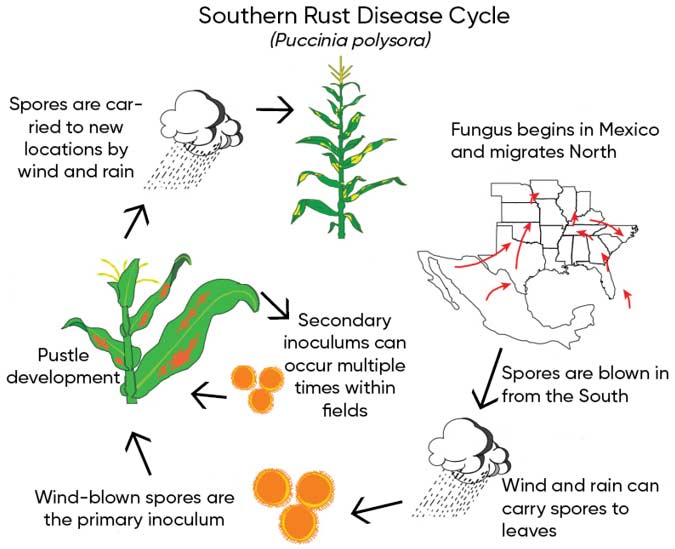 Southern Rust disease cycle