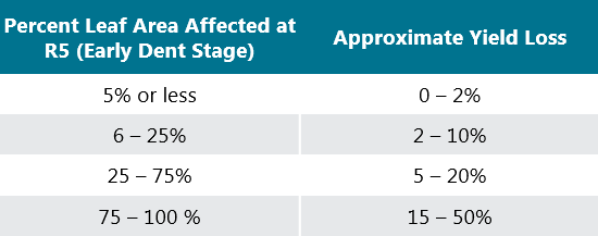 Estimated yield loss based off of percent of tissue infected by gray leaf spot