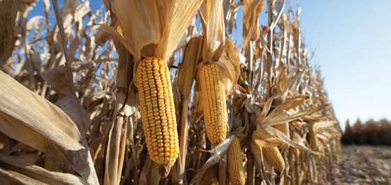 This is a table showing the number of days following silking to reach corn reproductive growth stages and approximate grain moisture.
