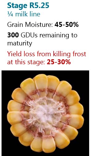 This is a table showing the number of days following silking to reach corn reproductive growth stages and approximate grain moisture.