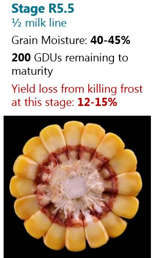 This is a table showing the number of days following silking to reach corn reproductive growth stages and approximate grain moisture.