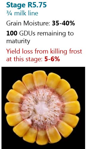 This is a table showing the number of days following silking to reach corn reproductive growth stages and approximate grain moisture.