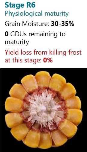 This is a table showing the number of days following silking to reach corn reproductive growth stages and approximate grain moisture.