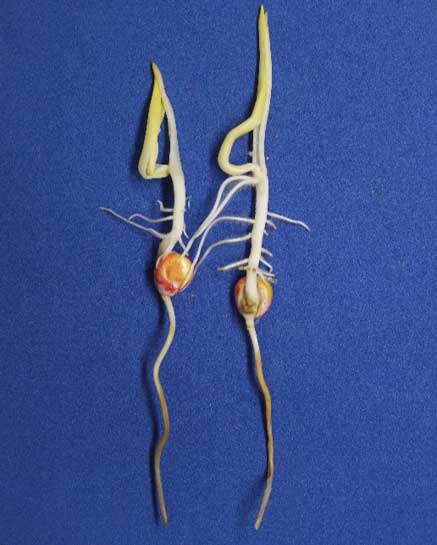 Photo - Corn seedlings showing both brown root tissue and bursting on the side due to cold and flooded soil conditions.