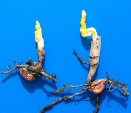 Photo - Corn seedlings showing damage from imbibitional chilling and cold injury.
