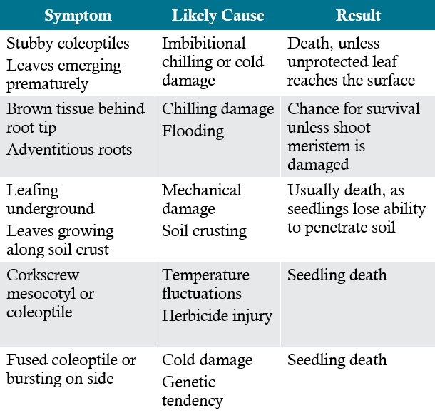 Table - Corn seedling symptoms and likely causes.