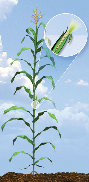 R1 corn development stage.