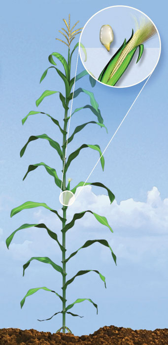 R2 corn development stage.