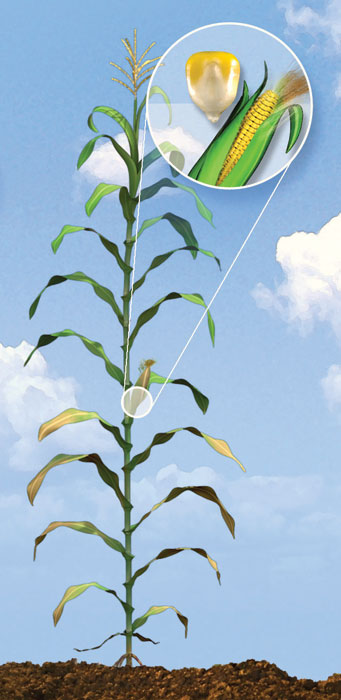 R5 corn development stage.