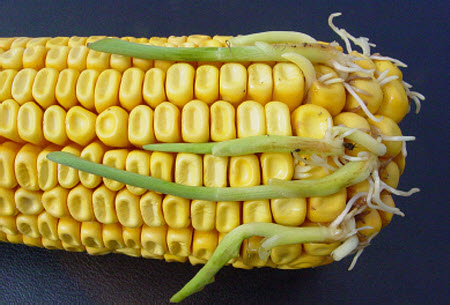 Premature germination of corn kernels on an ear in the fall