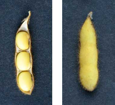 Photo - Soybeans at growth stage R7 - Beginnning maturity.