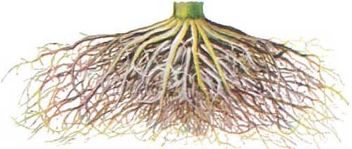 healthy corn root system