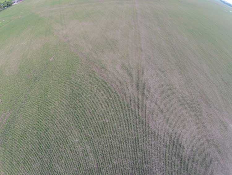Photo - Corn field in Southern Alberta, where the lower left portion is following corn silage and the upper portion is following canola.