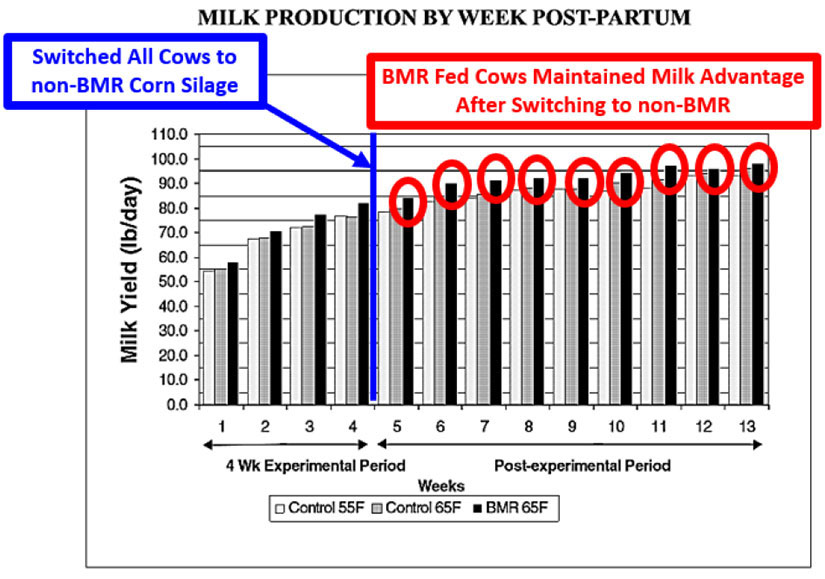 Chart -Dry matter intake response in BMR diets (USU, 2014).