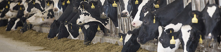 Dairy cattle eating from feeding trough