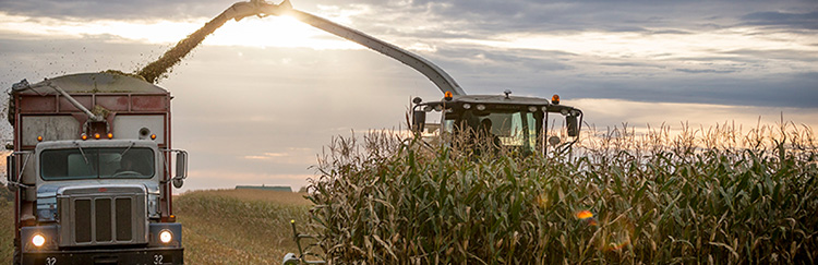 Silage harvest operation