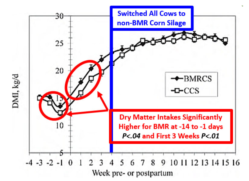 Dry matter intake response in BMR diets