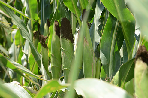 Maximizing production in a corn or soybean field starts with seed selection for 2023.