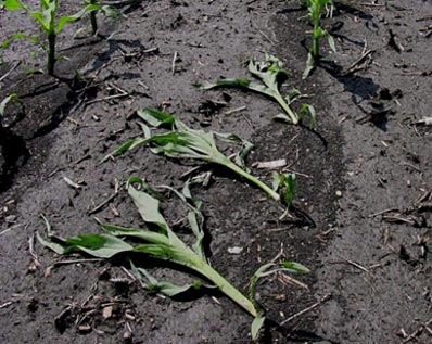 Brittle snap observed at V5 to V8 often follows a surge in corn growth.