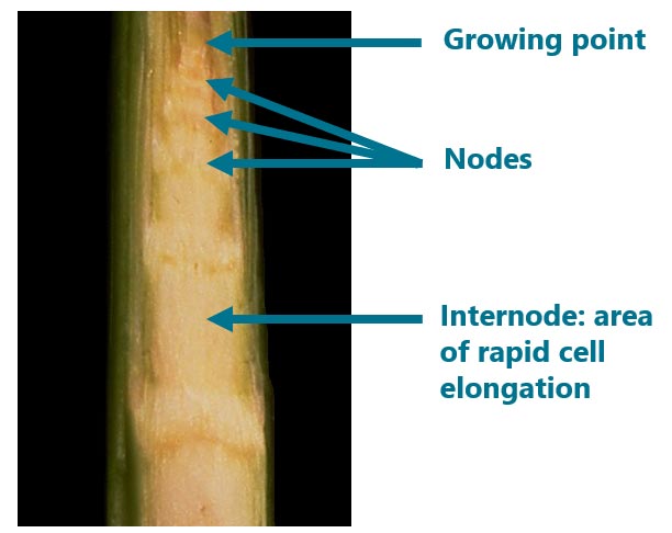 Cornstalk at the V5 to V8 stage, with nodes and internodes stacked together in a small area.
