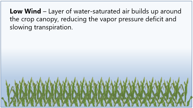 Illustration of the effect of arid wind on the microclimate of the crop canopy - effects of low wind.