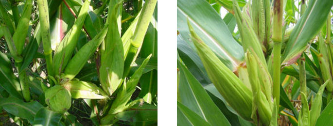 Photo - Bouquet ears resulting from crazy top of corn.