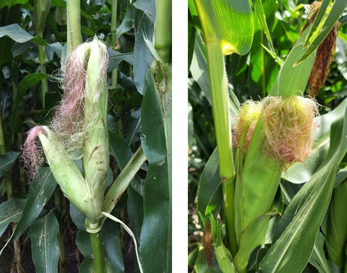 Photo - Multiple ears on the same shank with the secondary ear(s) separate from the main husk (left) and contained in the main husk (right).