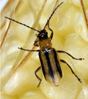 Western Corn Rootworm - Has three stripes, or one broad stripe, on the wing covers.