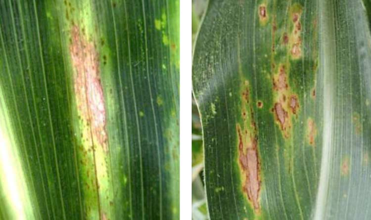Photo - Ht1 chlorotic reaction – slower to develop and fewer spores produced per lesion.