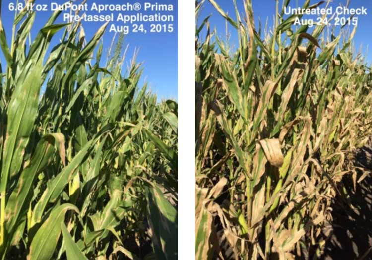 Photo -  Field trial comparing fungicide treated and non-treated corn.