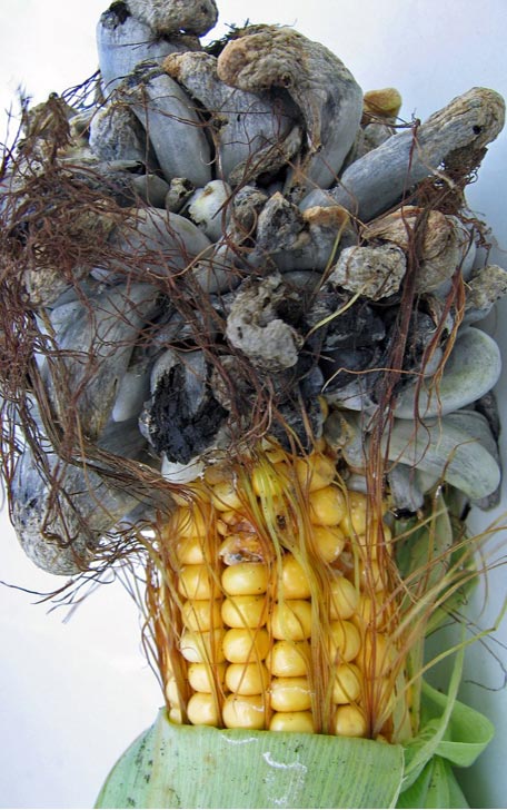 Photo - Common smut galls on corn ear tip.