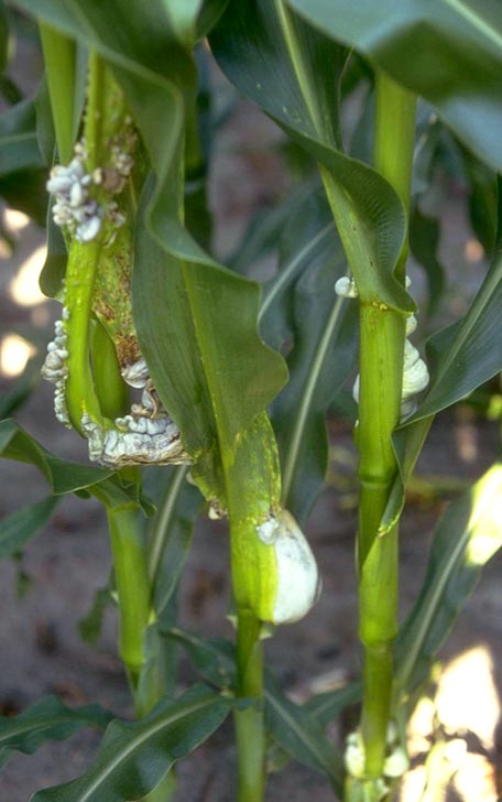 Photo - Common smut galls on corn stalks.