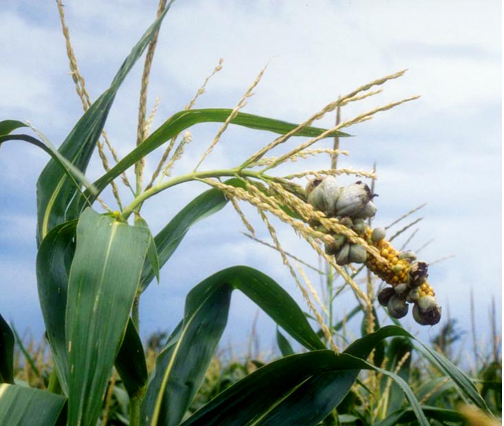 Photo - common smut galls on corn tassel.