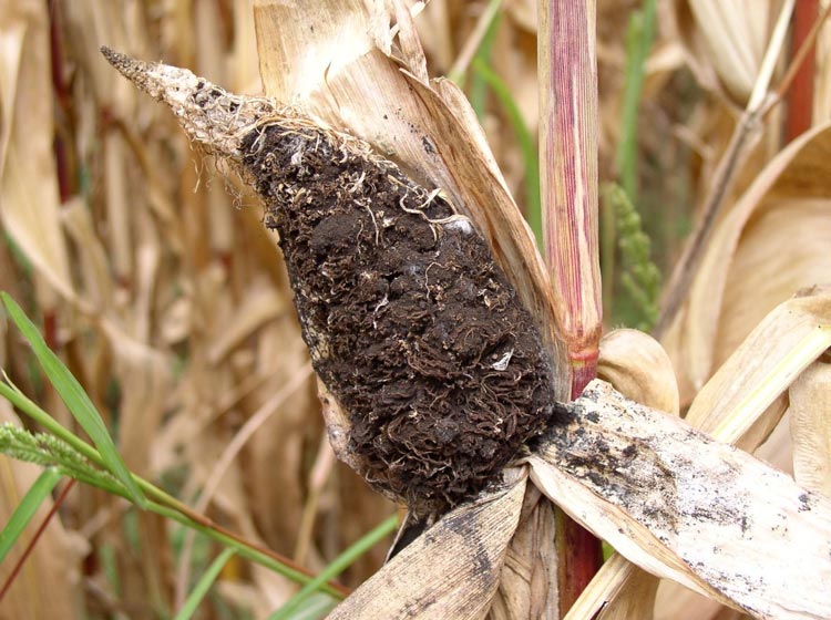 Photo - Corn plant showing head smut spore formation.