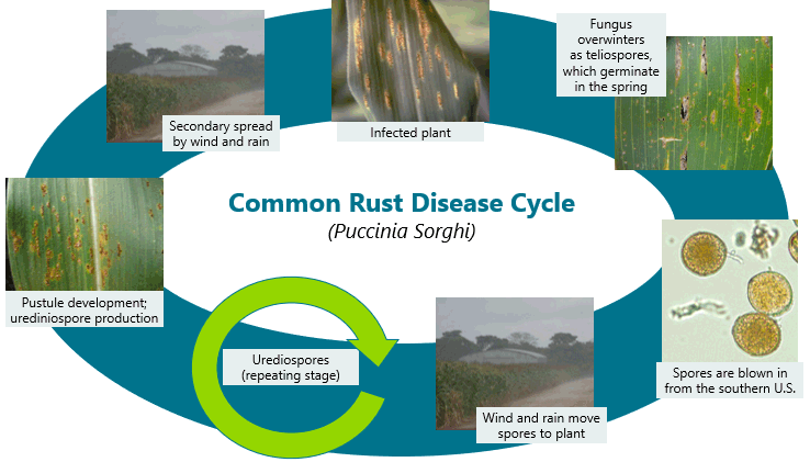 Photo - Common rust lifecycle