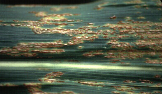 Photo - Common rust symptoms on corn leaf